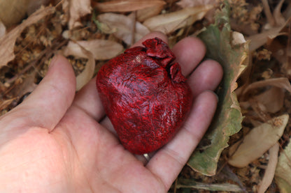 Reserved for Xana - Dry Preserved Coyote Heart