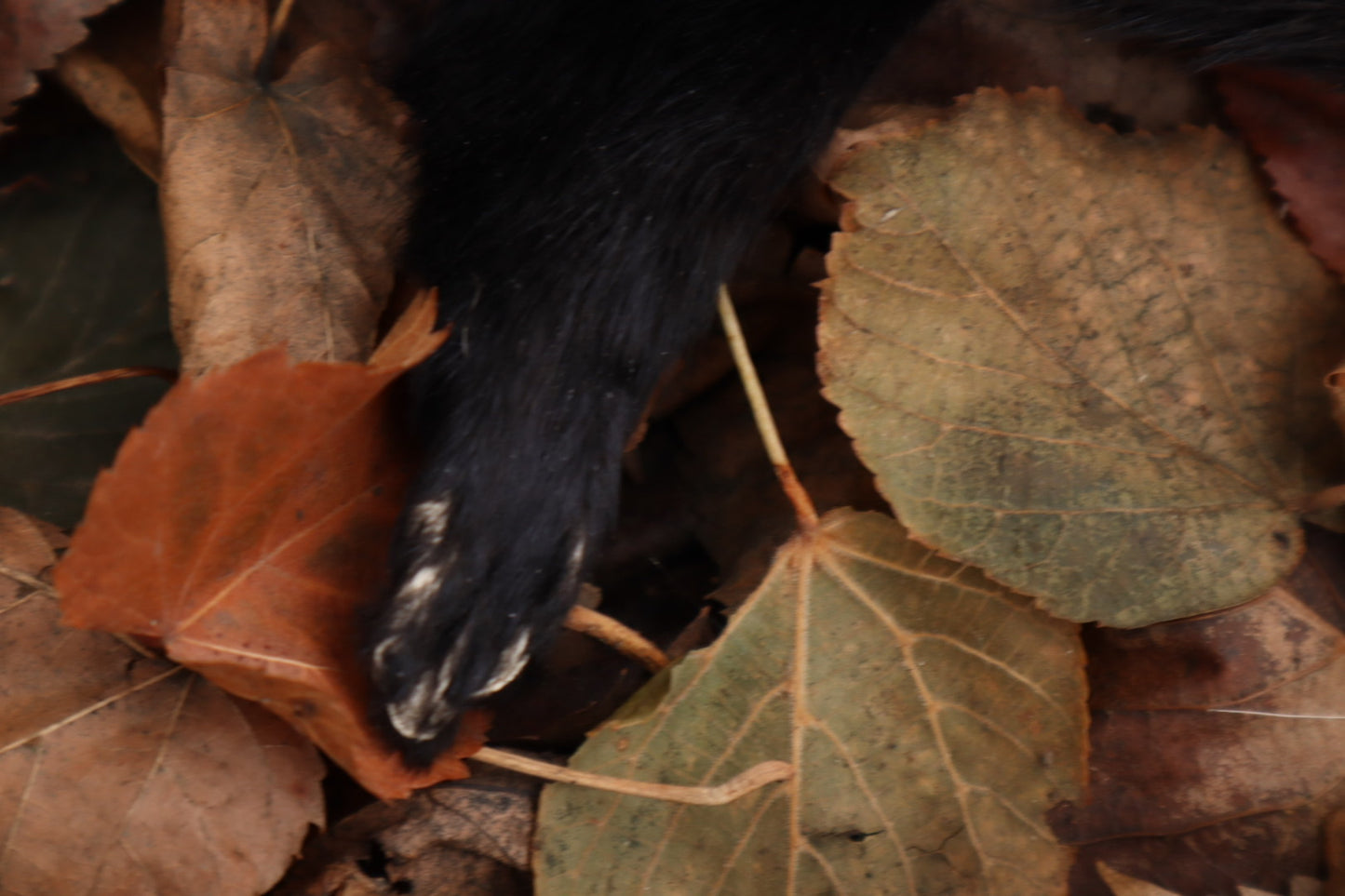 Black Mink Lifesize Pelt