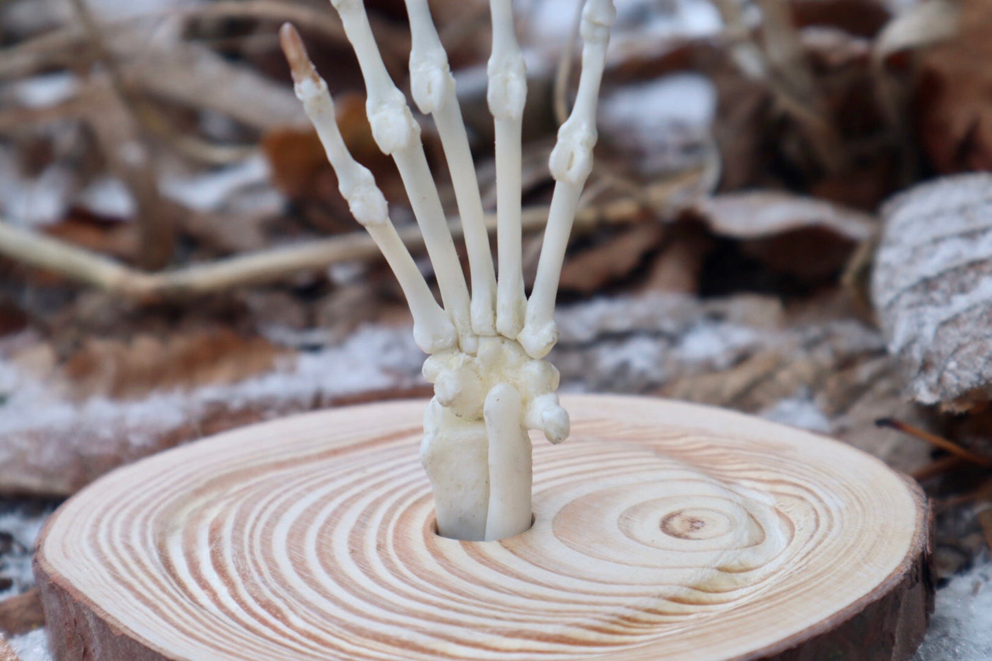 Raccoon Paw Articulation in Glass Dome