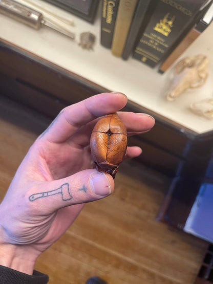 Reserved for Destiny - Dry Preserved Fetal Piglet