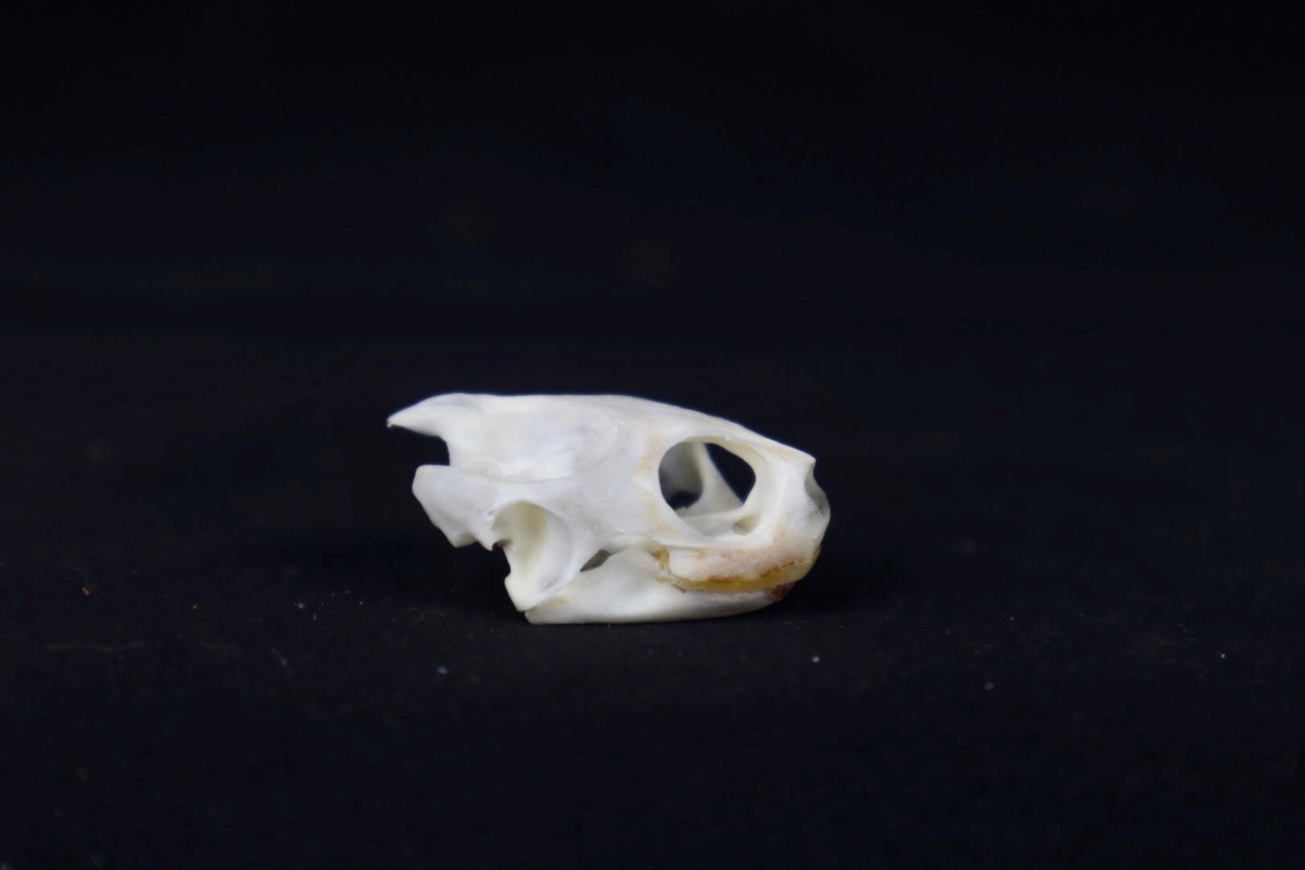 Red Eared Slider Skull