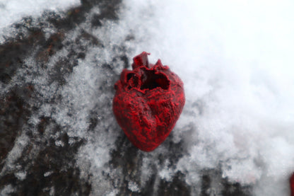 Dry Preserved Kitten Heart and Lungs