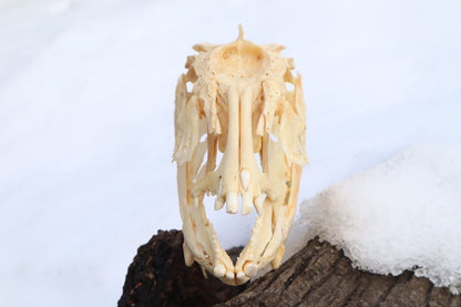 Reserved For Jared - Wrasse Fish Skull