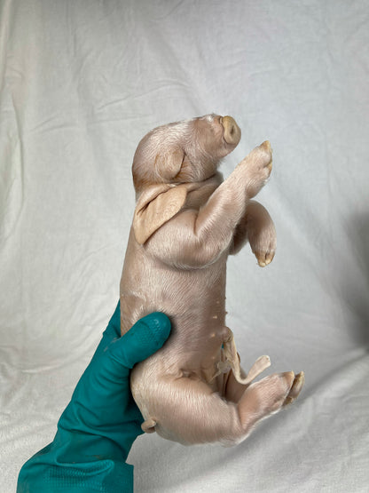 Reserved For Mariah - Wet Specimen Piglet with Congenital Disorders