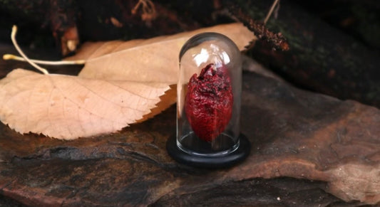 Reserved for Mikael - Dry Preserved Polydactyl Cat Heart in Glass Dome