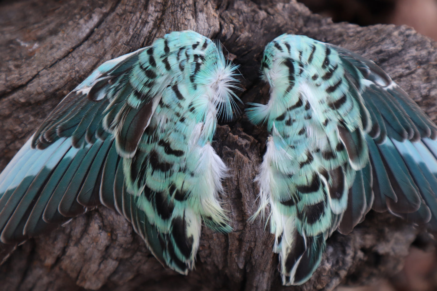 Reserved For Jeromy - Dry Preserved Parakeet Wings