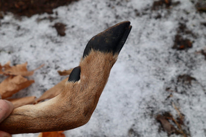 Whitetail Deer Hoof Hatchet