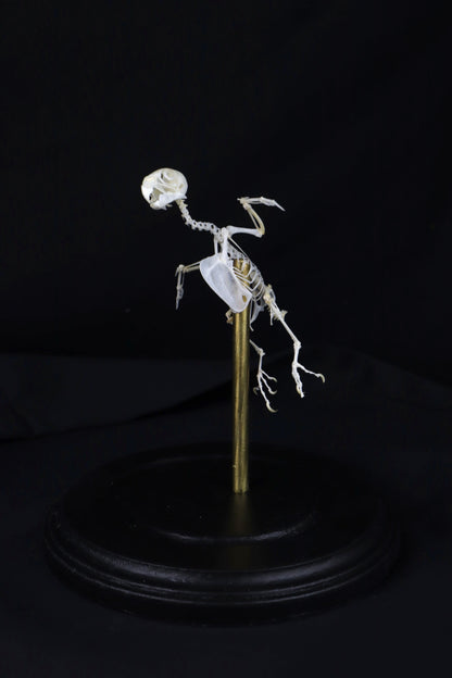 Reserved for Amanda - Articulated Parakeet Skeleton with Sclerotic Lenses