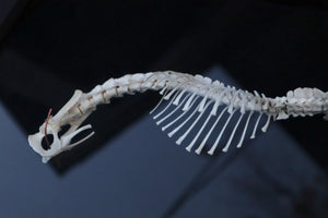 Opossum Joey Partial Skeleton Articulation