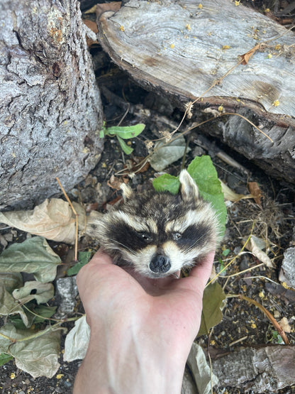 Reserved for SunSpellDice - Craft Soft Tanned Raccoon Face