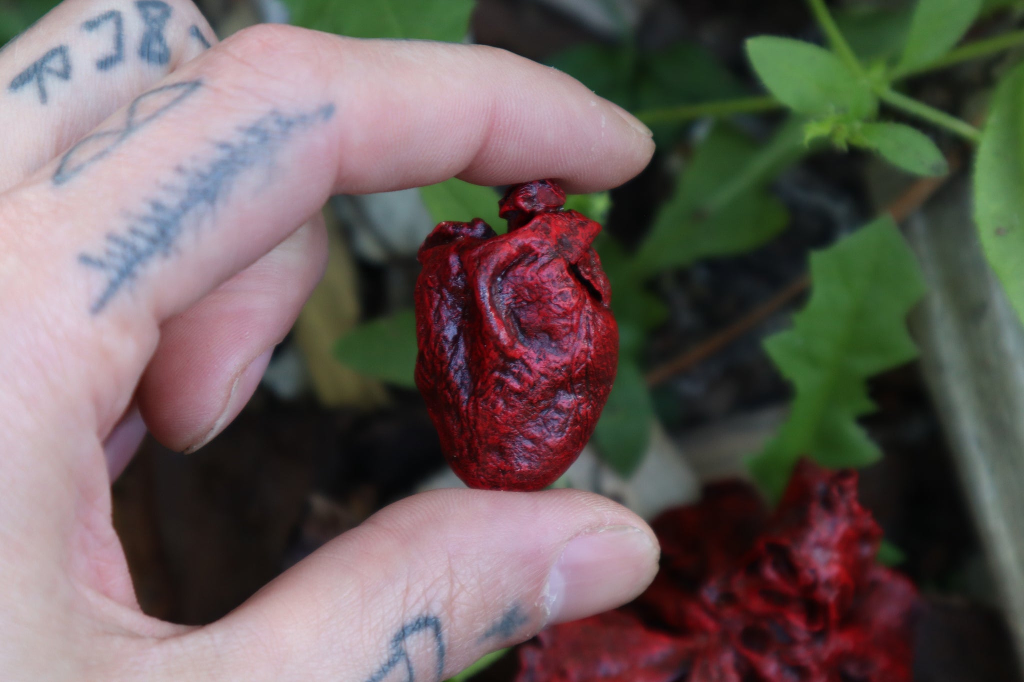 Reserved for Brandon - Dry Preserved Juvenile Bobcat Heart and Lungs