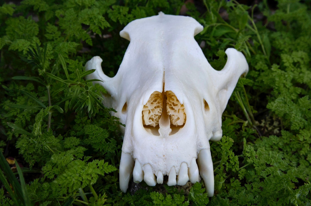 Reserved for Andie - Geriatric Gray Wolf Skull