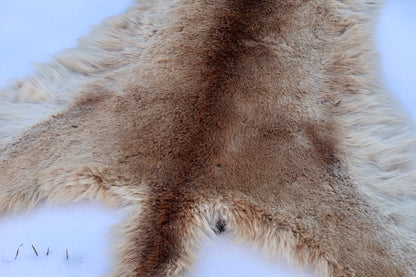 Lifesize Mountain Lion Pelt - Refurbished 1950s Vintage