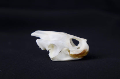 Red Eared Slider Skull