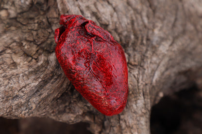 Reserved for Taryn - Dry Preserved Bobcat Heart
