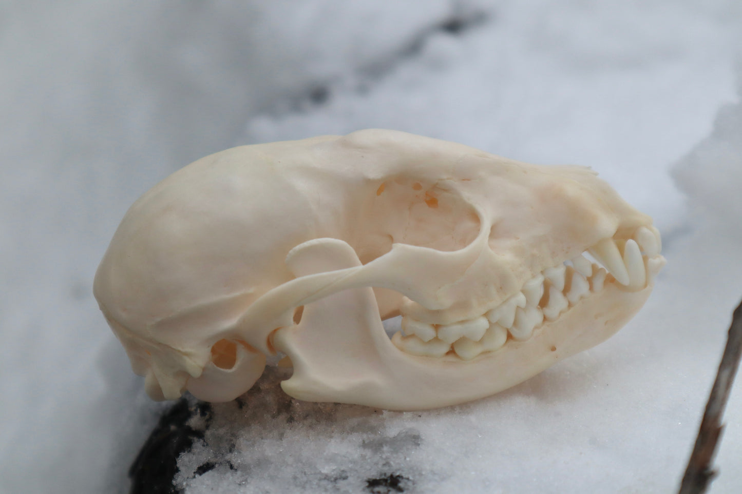 Craft Pathological Raccoon Skull