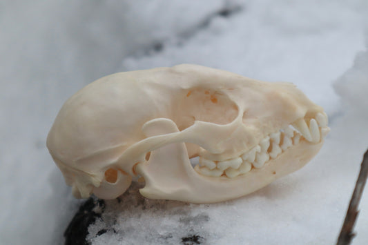 Craft Pathological Raccoon Skull