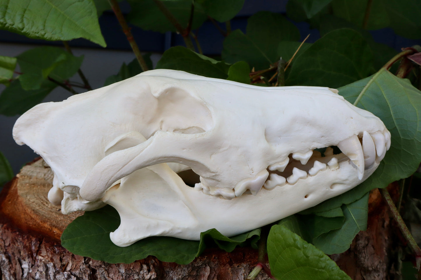 Reserved for Dan - Gray Wolf Skull