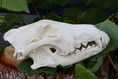 Reserved for Dan - Gray Wolf Skull