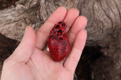 Reserved for Taryn - Dry Preserved Bobcat Heart