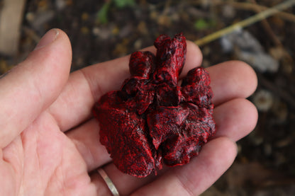 Reserved for Brandon - Dry Preserved Raccoon and Baby Rabbit Heart and Lungs