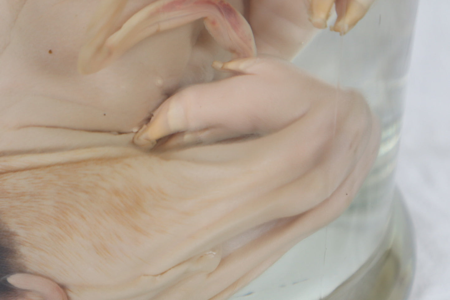Reserved For Brianna - Wet Specimen Piglet with Congenital Disorders