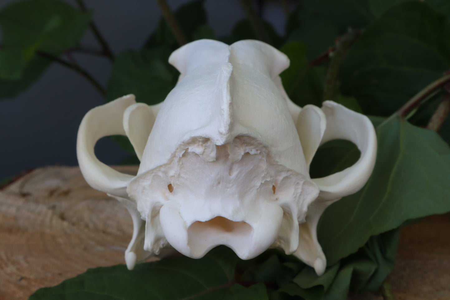 Gray Wolf Skull