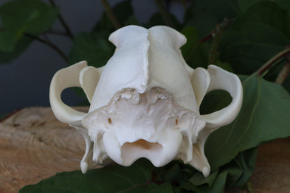 Gray Wolf Skull