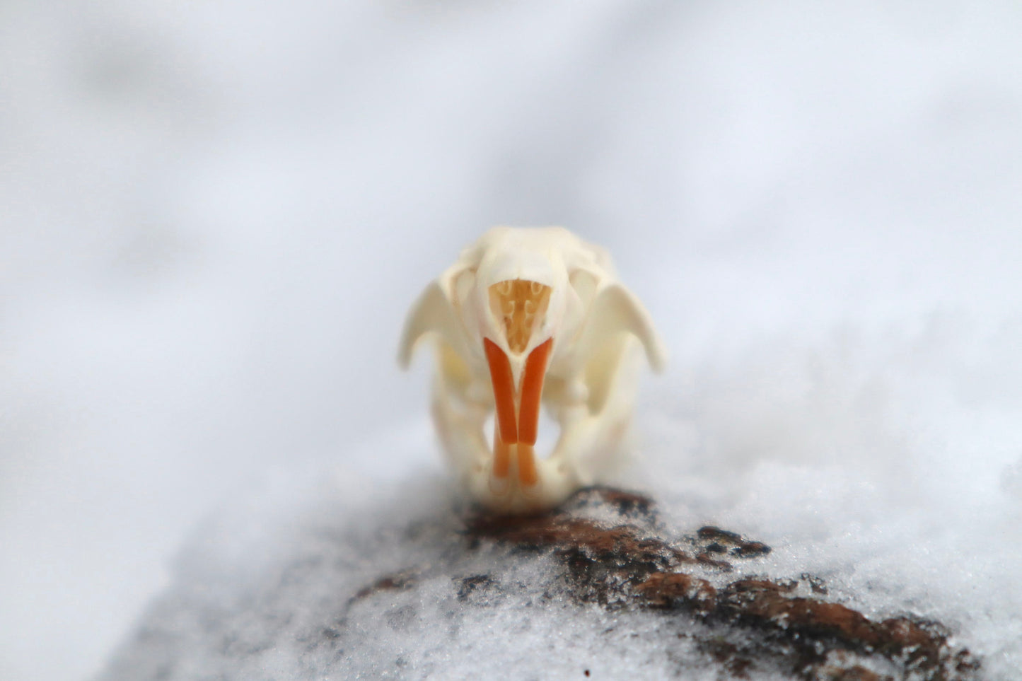 Rat Skull