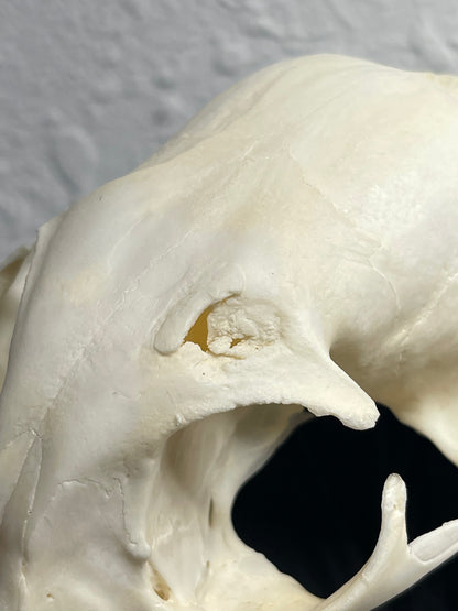 Reserved for Kaitlyn Michelle - Craft Pathological Bobcat Skull