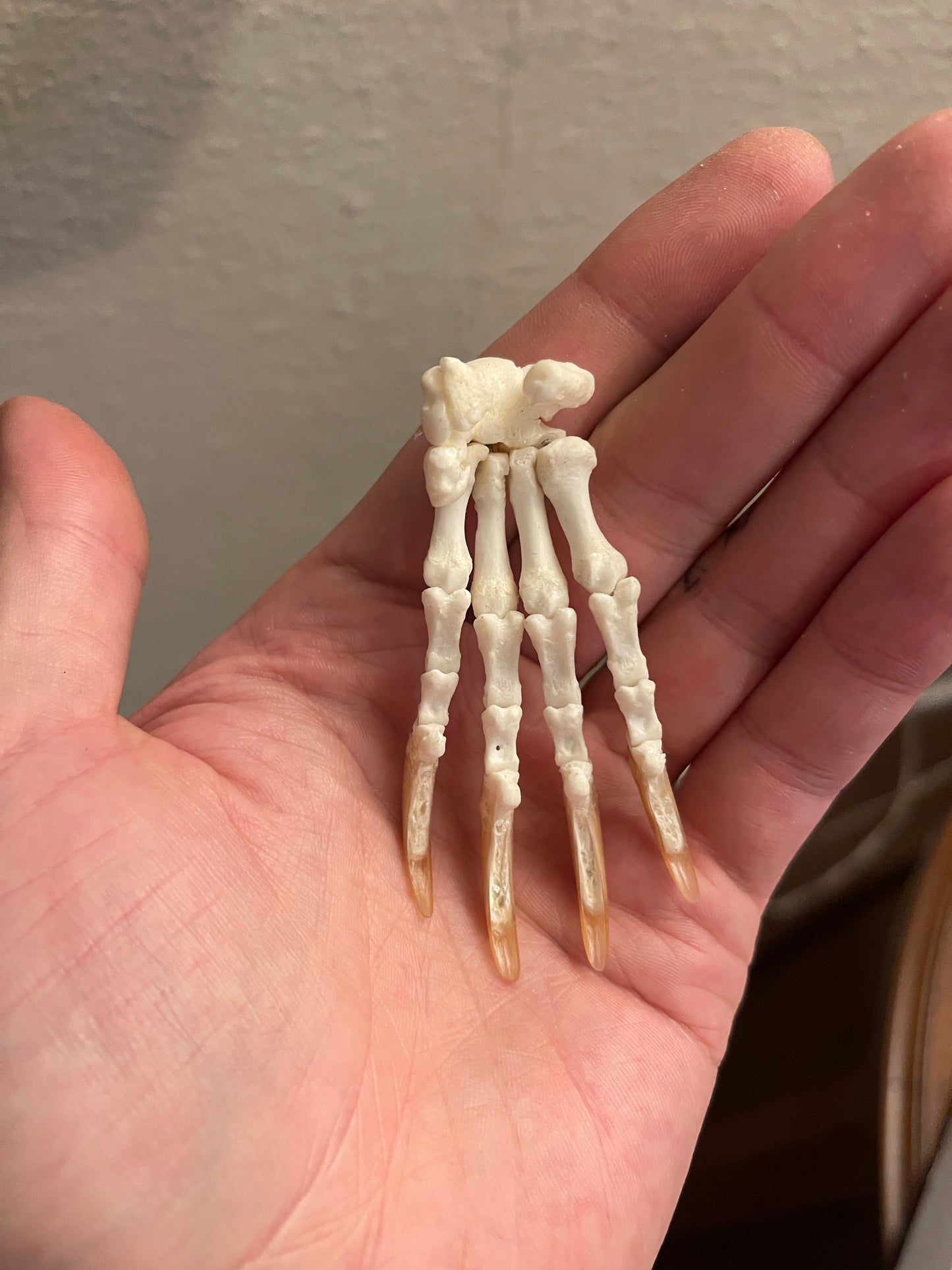 Reserved for Cody - Porcupine Paw Articulation