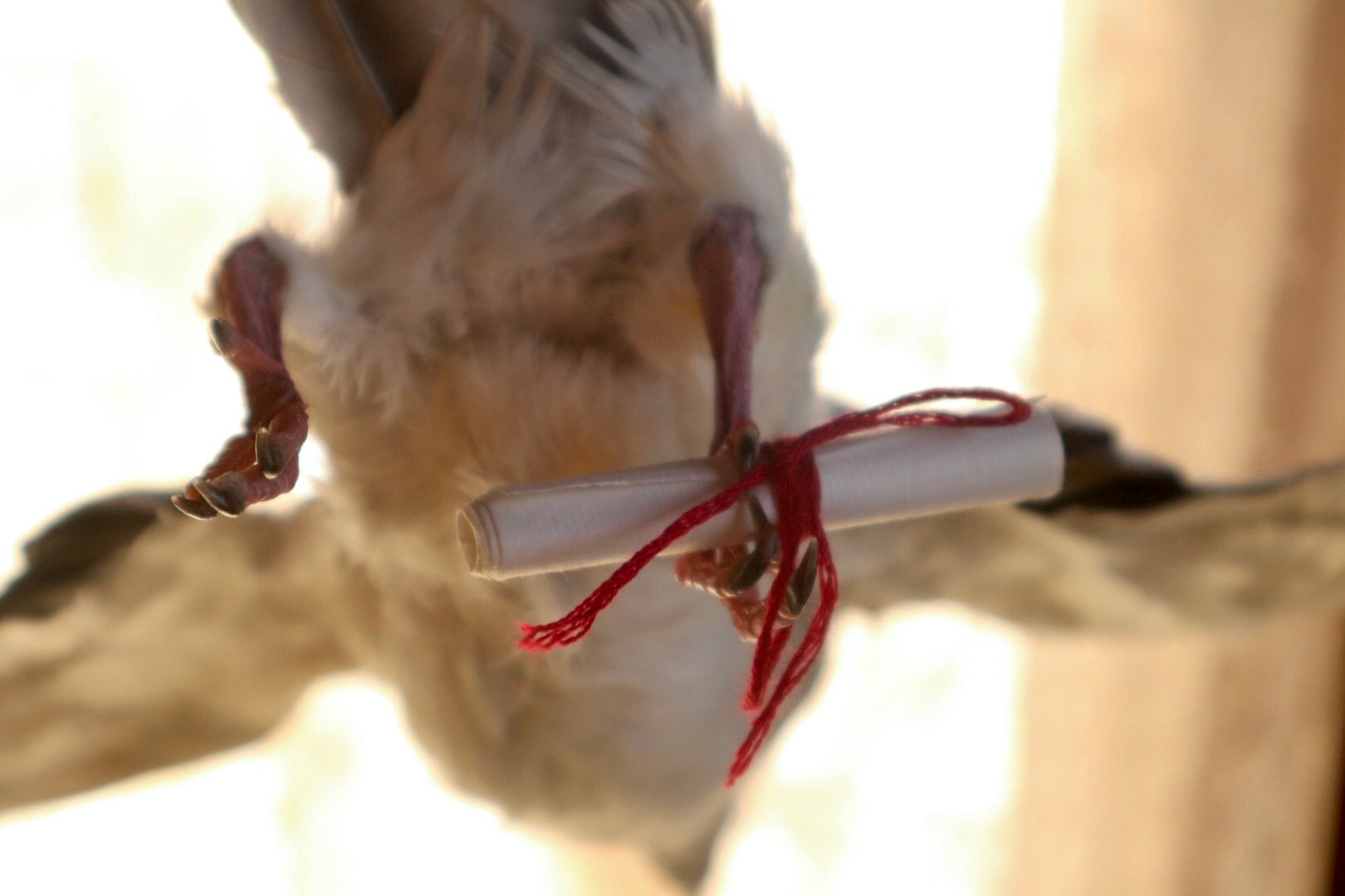 Taxidermy Pigeon