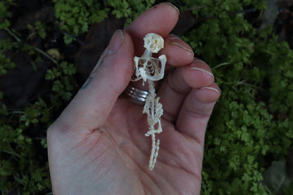 Reserved for Liz - Mouse Skeleton Articulation