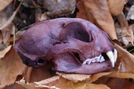 Reserved for Allie - Naturally Stained Alaskan Lynx Skull