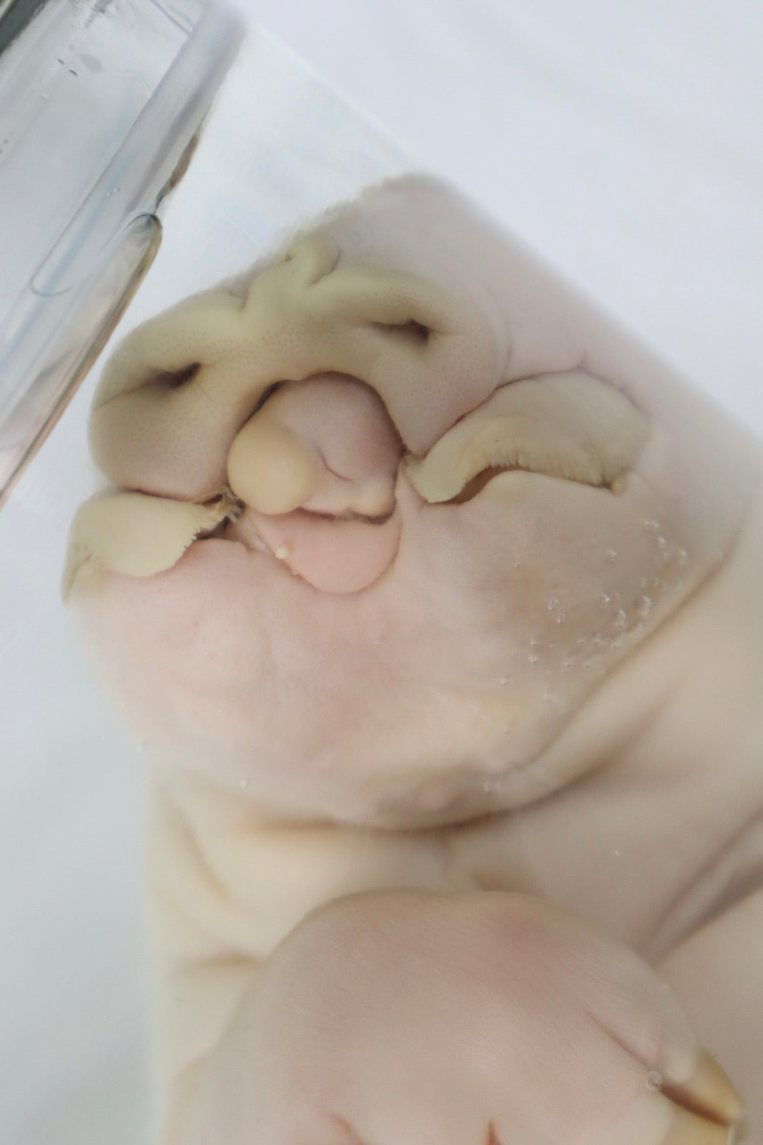 Reserved For Brianna - Wet Specimen Piglet with Congenital Disorders
