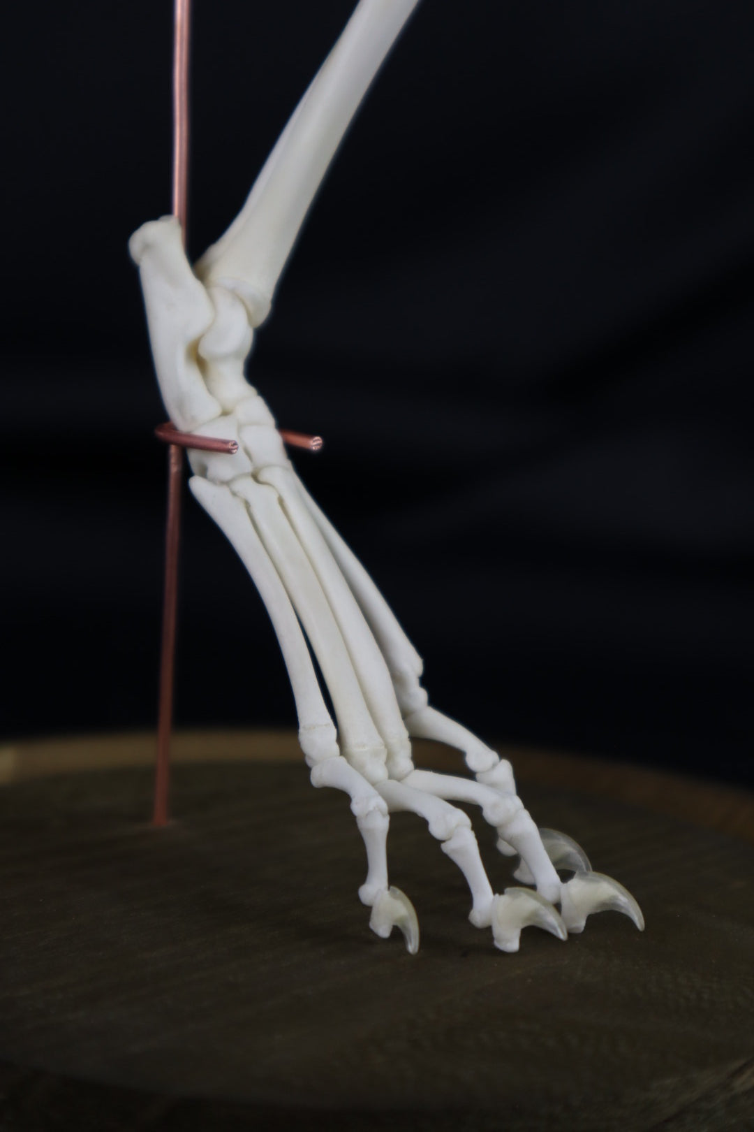Pathological Domestic Kitten Leg Articulation
