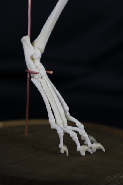 Pathological Domestic Kitten Leg Articulation
