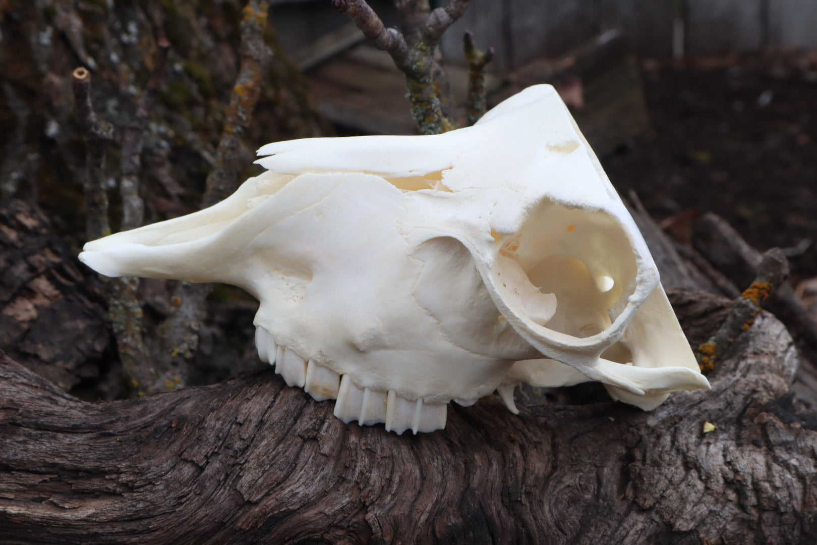 Reserved for Amanda - Partial Goat Skull