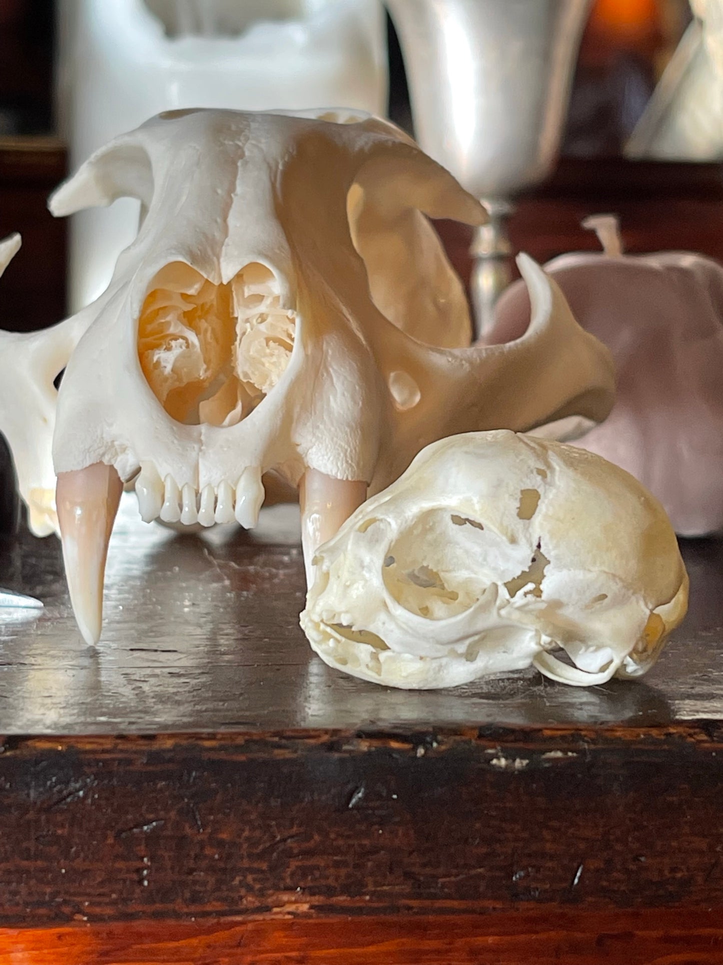 Reserved for A.M. Spohn - Stillborn Kitten Skull