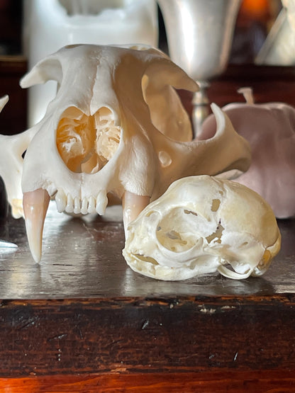 Reserved for A.M. Spohn - Stillborn Kitten Skull
