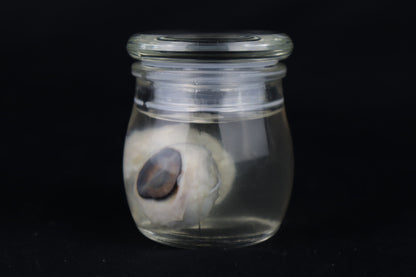 Reserved for Fabled Oddities  -  Wet Specimen Gray Wolf Eyeballs