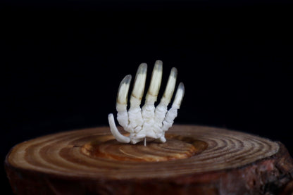Mole Hand Articulation in Glass Dome