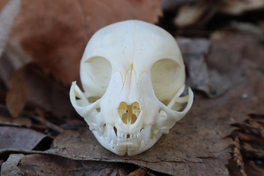 Reserved for Alycia - Kitten Skull