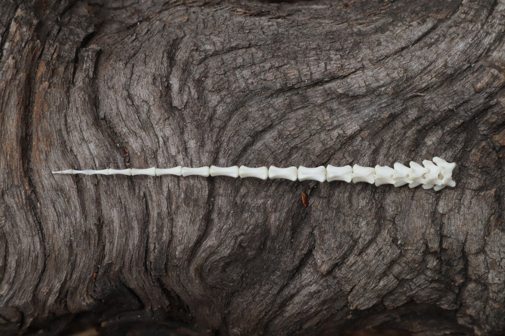 Reserved for Destiny - Kitten Tail Articulation