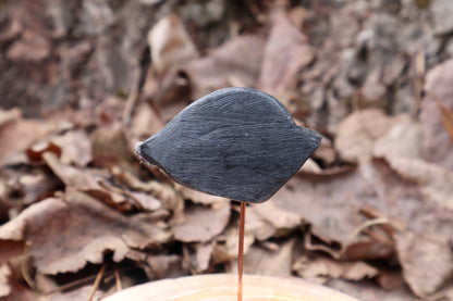 Reserved for Remi - Dry Preserved Gray Wolf Eye