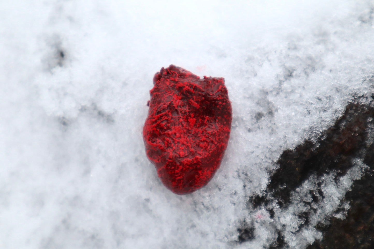 Dry Preserved Chicken Heart