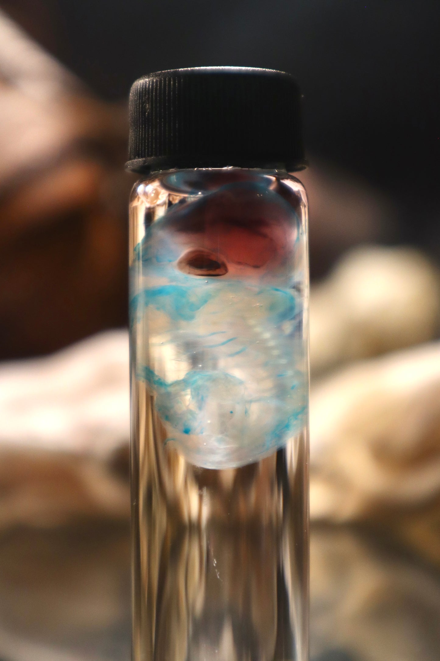 Diaphonized Fetal Cottontail Rabbit