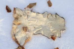 Red Fox Pelt - Altar Cut