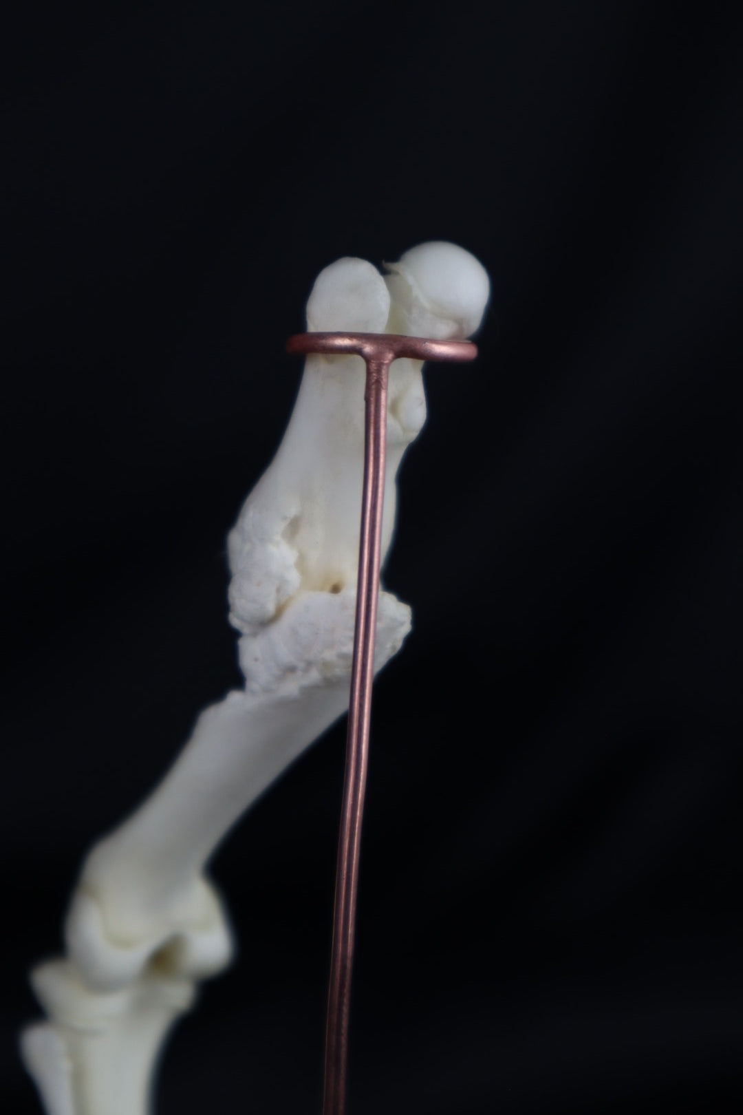 Pathological Domestic Kitten Leg Articulation