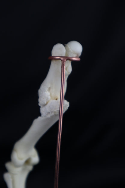Pathological Domestic Kitten Leg Articulation